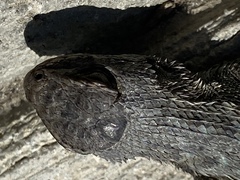 Sceloporus occidentalis