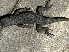 Sceloporus occidentalis