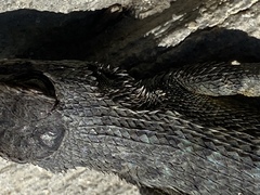 Sceloporus occidentalis