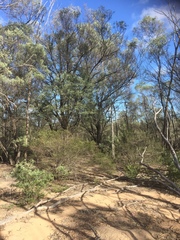 Acacia catenulata