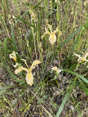Iris bracteata