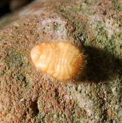 Eurhizococcus brasiliensis
