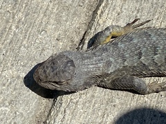 Sceloporus occidentalis
