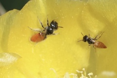 Macrotera