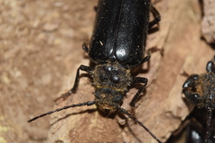 Aplagiognathus spinosus