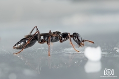 Ampulex canaliculata