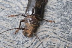 Aplagiognathus spinosus