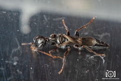 Ampulex canaliculata