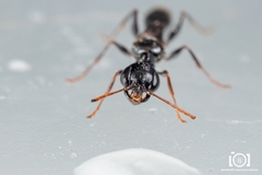 Ampulex canaliculata