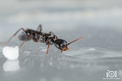 Ampulex canaliculata