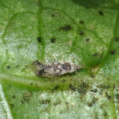 Gargaphia lunulata