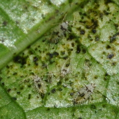 Gargaphia lunulata