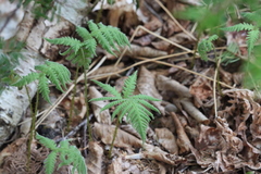 Phegopteris connectilis