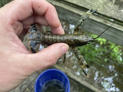 Procambarus ouachitae