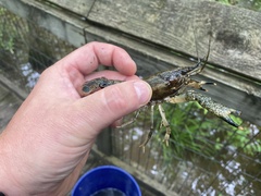Procambarus ouachitae