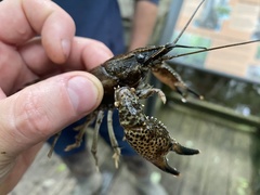 Procambarus ouachitae