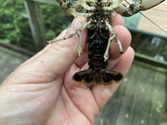 Procambarus ouachitae