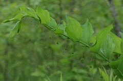 Polygonatum biflorum
