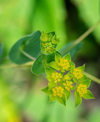 Bupleurum rotundifolium