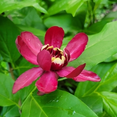 Calycanthus