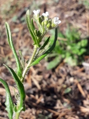 Crucihimalaya bursifolia