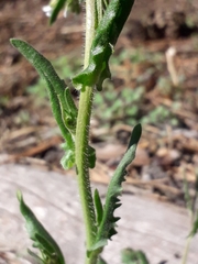 Crucihimalaya bursifolia