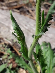 Crucihimalaya bursifolia