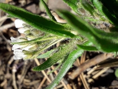 Crucihimalaya bursifolia