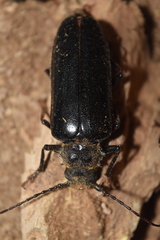 Aplagiognathus spinosus