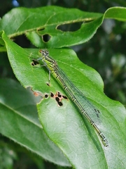 Erythromma