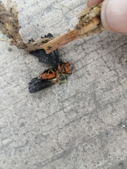 Lepidoptera