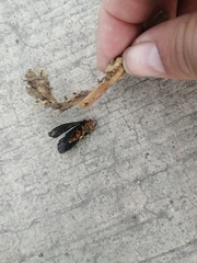 Lepidoptera