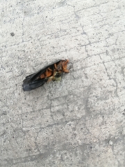 Lepidoptera