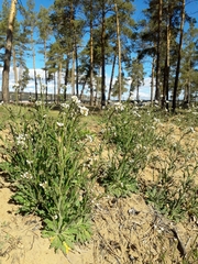 Crucihimalaya bursifolia