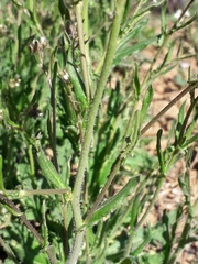 Crucihimalaya bursifolia
