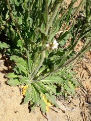 Crucihimalaya bursifolia