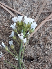 Crucihimalaya bursifolia