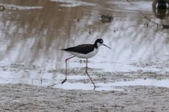 Himantopus mexicanus mexicanus
