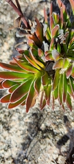 Crassula undulata