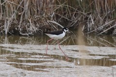 Himantopus mexicanus mexicanus
