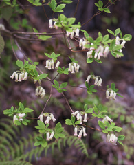 Rhododendron benhallii