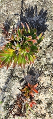 Crassula undulata
