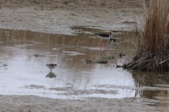 Himantopus mexicanus mexicanus