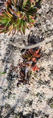 Crassula undulata
