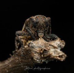 Pterolophia annulata