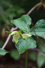Trillium erectum