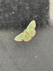 Synchlora xysteraria