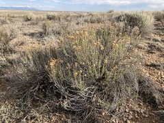 Chrysothamnus greenei