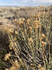 Chrysothamnus greenei