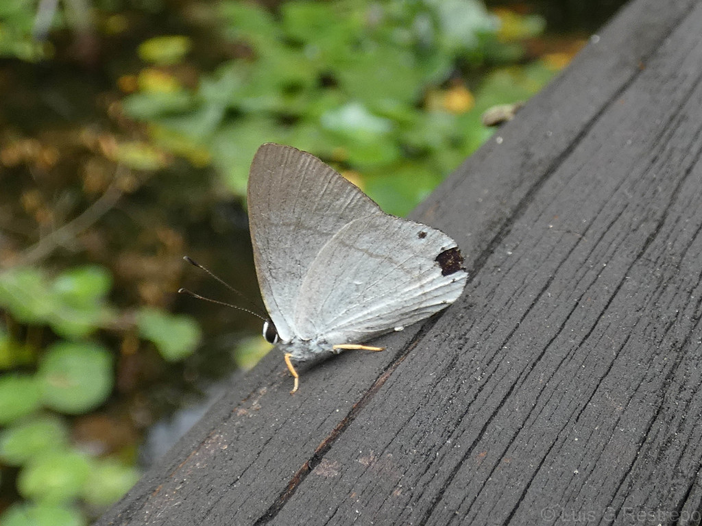 Euselasia eupatra